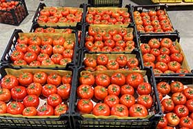 صادرات محصول به فودسیتی روسیه